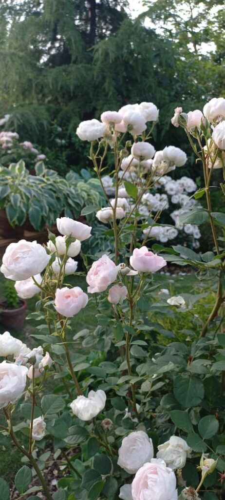 "Winding stone walkway through English Cottage Garden with dense blooms – executed residential project"