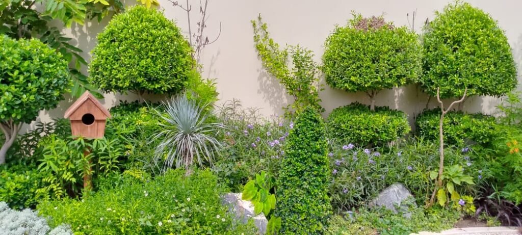 "Boxwood hedges and gravel paths in traditional Classical Garden setting"