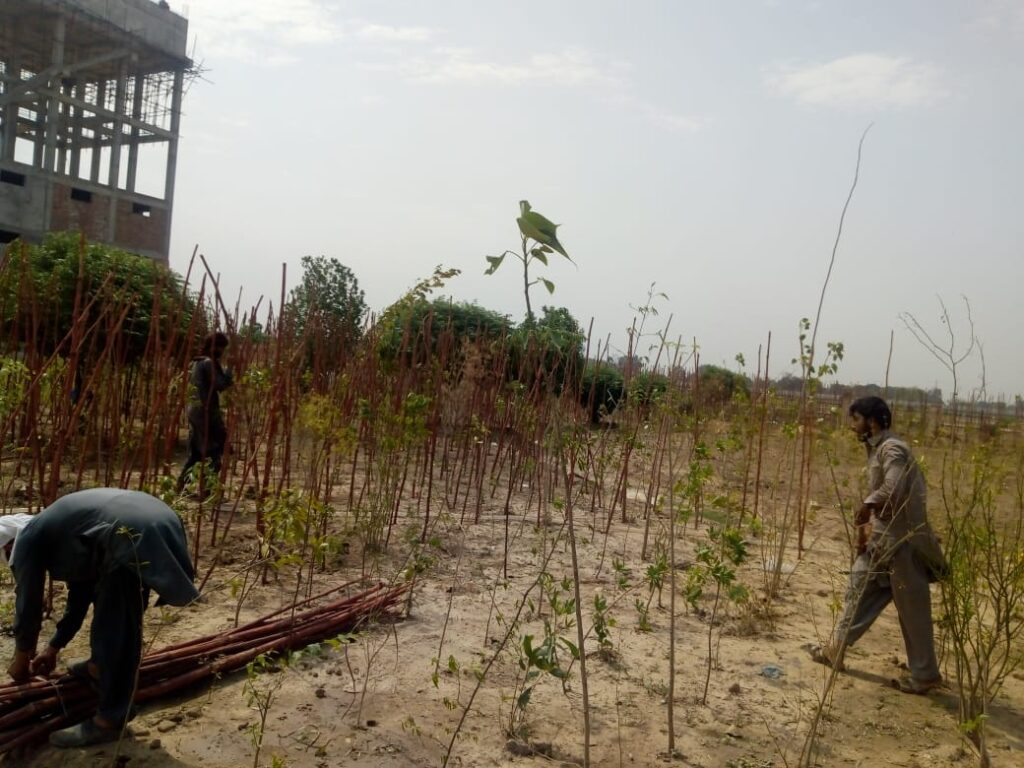 Miyawaki Urban Forest